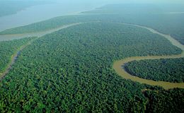 Parolin all'Onu: proteggiamo le foreste pluviali e i loro abitanti 
