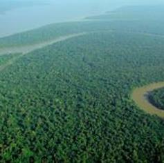 Parolin all'Onu: proteggiamo le foreste pluviali e i loro abitanti